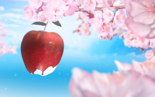 Red apple branch cherry blossoms - a branch of a tree free wallpaper