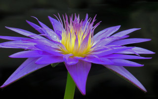 Purple flower water droplets butterfly 3 - a purple flower free wallpaper