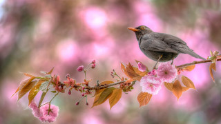 Bird branch pinkflowers macro wildlife - wildlife photography free wallpaper