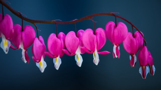 Pink flower branch blue sky 2 - end free wallpaper