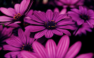 Purple flower field macro blurry 5 - betye saar free wallpaper
