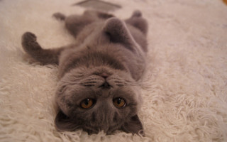 Cat glamor jigsaw superflat white - its back free wallpaper