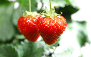Strawberries hanging tree green leaves - a white background behind them free wallpaper