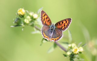 Domirinic fegallia blue butterfly bokeh - art free wallpaper for desktop