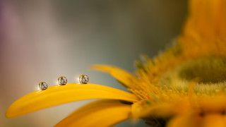 Three diamond studs yellow flower - a yellow flower free wallpaper