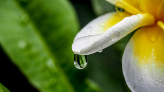Flower water droplets macro blurry 15 - anthony s waters free wallpaper