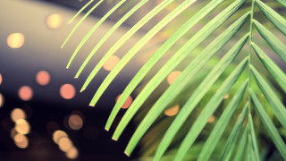 Palm tree blurry lights bokeh - blurry free wallpaper