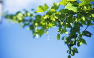 Branch leaves blue sky clouds 2 - a branch of a tree free wallpaper