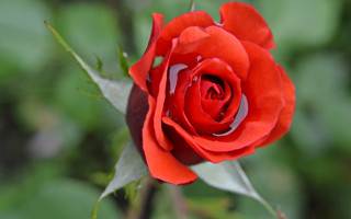 Red rose green leaves macro - ann thetis blacker free wallpaper