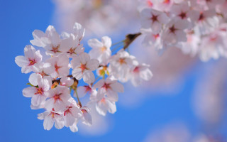 Cherry blossom blue sky flower - a blue sky in the background free wallpaper for desktop