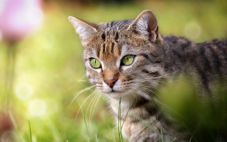Cat green eyes field bokeh - carlos catasse free wallpaper for desktop