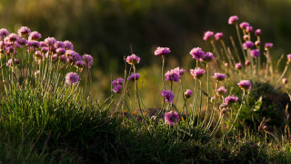 Flower field bush hydrangea leaves - naturalism free wallpaper