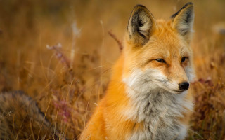 Sad fox field blurry depth - bourgeoi free wallpaper