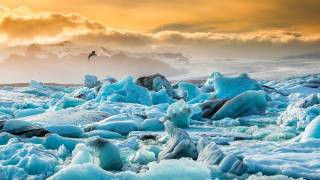 Bird ice snow mountains sunset - covered free wallpaper