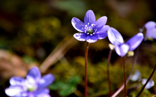 Purple flower butterfly bokeh nature - the background and a blurry background behind them free wallpaper