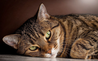 Sad green eyed cat closeup - a sad look free wallpaper for desktop