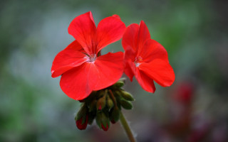 Red flowers butterfly lily tulip - two red flower free wallpaper
