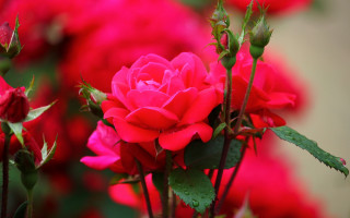 Red roses water droplets garden - a garden free wallpaper for desktop