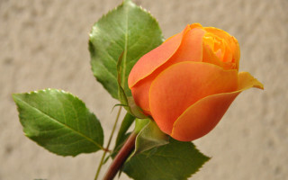 Orange rose green leaves vase - a table top free wallpaper