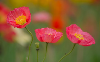 Pink flowers field blurry background - blurry background free wallpaper