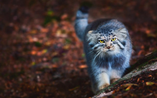 Cat woods leaves blurry bokeh - a path free wallpaper