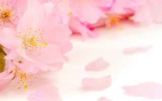 Pink flowers white surface scattered - a white surface free wallpaper