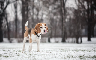 Dog snow shiba inu winter - its tongue free wallpaper