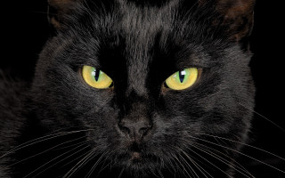 Black cat yellow eyes gothic 12 - a black cat free wallpaper