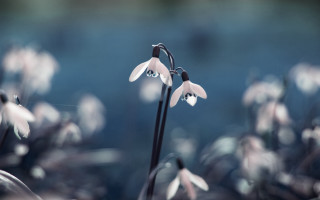 Flower butterfly bokeh water background - a few flower free wallpaper