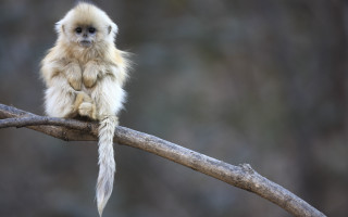 Small monkey branch wildlife photography - alex petruk ape free wallpaper