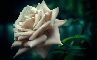 White rose green leaves dark - a white rose free wallpaper