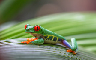 Red eyed frog leaf macro - the top of it free wallpaper