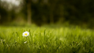 White flower in field blurry - a single white flower free wallpaper