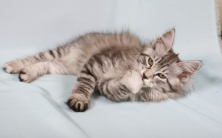 Kitten back white surface paws - glamor pose free wallpaper