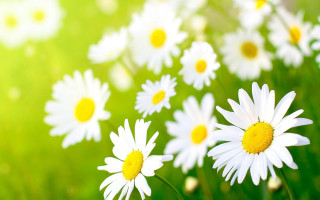 Daisies grass sunshine blurry background - a blurry background of the grass free wallpaper