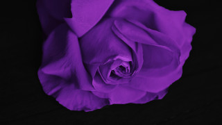 Purple rose dark room black - a purple rose free wallpaper