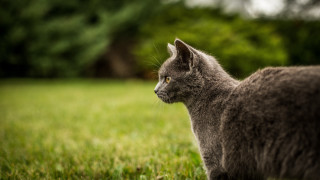 Cat grass trees bokeh nature - andor basch free wallpaper