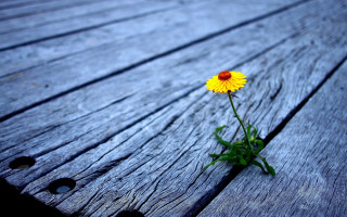 Yellow flower wooden bench macro - single free wallpaper
