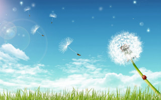 Dandelion wind blue sky clouds - a dandelion free wallpaper