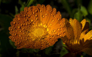 Flower water droplets macro autumn 3 - petal free wallpaper for desktop