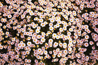 White yellow flowers grass dirt - a field of grass and dirt free wallpaper