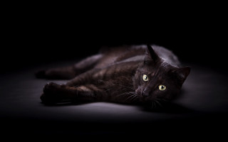 Black cat laying glowing green - a black cat free wallpaper