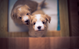 Puppies shiba inu wooden table - chang daichien free wallpaper