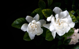 White flower green leaves black 3 - a white flower free wallpaper