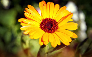 Yellow flower red center garden 3 - red free wallpaper for desktop