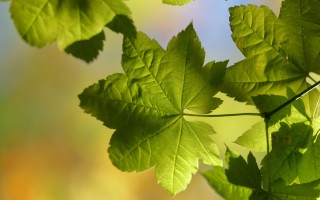 Green leafy plant nature jungle - a green leafy plant free wallpaper