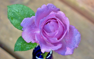 Purple rose water droplets vase - a purple rose free wallpaper