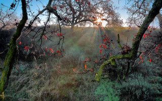 Autumn forest leaves bushes sunset - a sunbeam in the distance free wallpaper