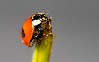 Ladybug green plant stem macro - a green plant stem free wallpaper