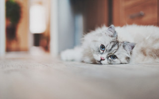 White cat blue eyes blurry 6 - its eye wide open free wallpaper